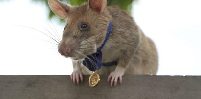 Szczur odznaczony złotym medalem! Jest bohaterem