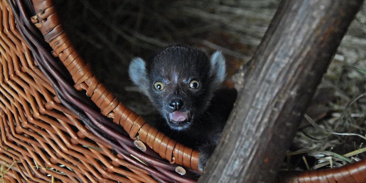 Narodziny małego lemurka