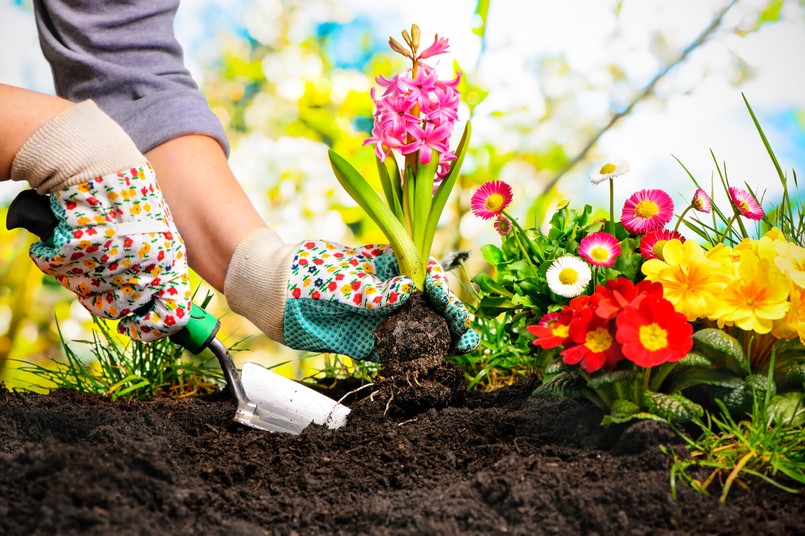 Ogród prace w ogrodzie sadzenie roślin Gardeners,Hands,Planting,Flowers,At,Back,Yard