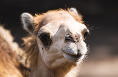 Zoo zaprasza na posiłki wielbłądów