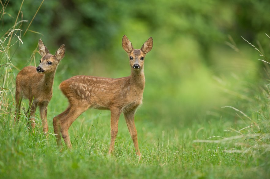 Pod żadnym pozorem nie wolno głaskać napotkanych młodych sarenek - Vienna Wildlife/stock.adobe.com