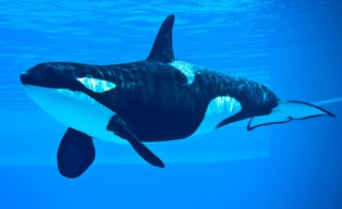 Orki i ludzie: Morskie ssaki prawdopodobnie traktują łodzie jak zabawki