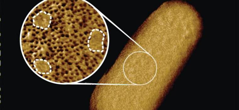 Naukowcy wykonali najostrzejsze zdjęcie bakterii E. coli. “Poznaliśmy ich słabe punkty”