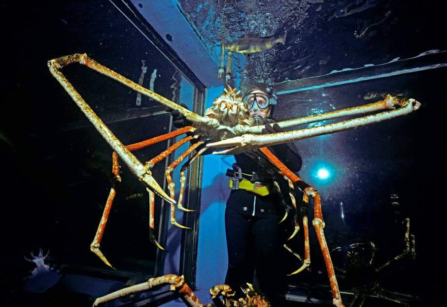 Veľkrab japonský - najväčší známy článkonožec môže dosahovať až 4 metre