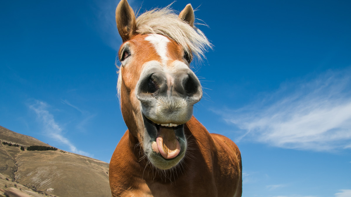 Koń jaki jest, każdy widzi. Przed wami 13 prostych pytań dotyczących tych pięknych zwierząt. A więc do dzieła i powodzenia!