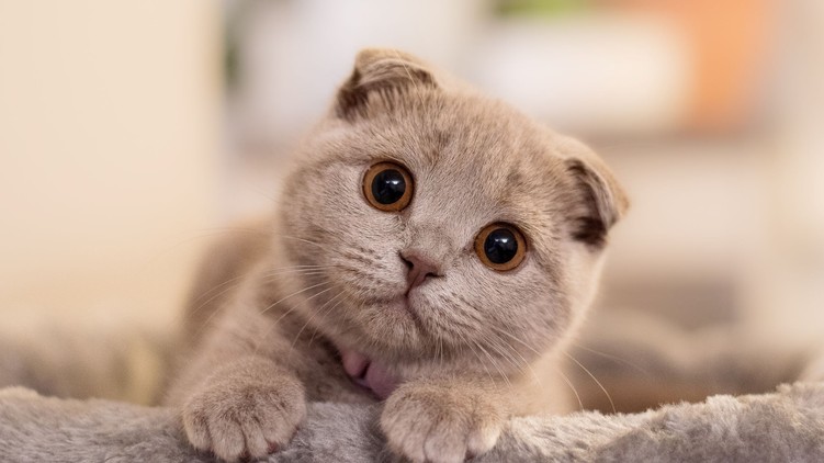 macska tűz Pécs hírek