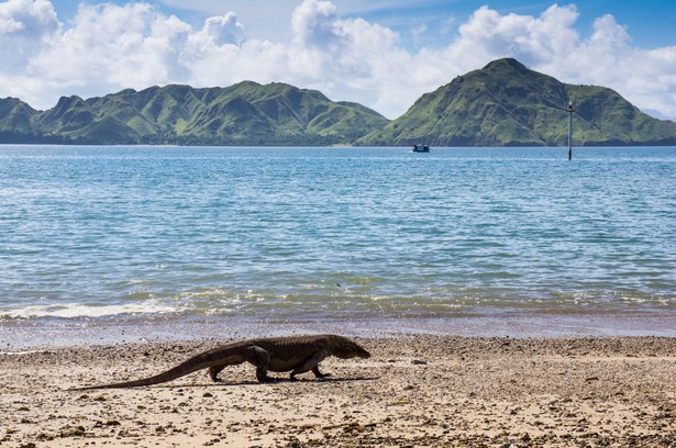 Rząd na rok zamknie dla turystów wyspę Komodo. Chodzi o warany