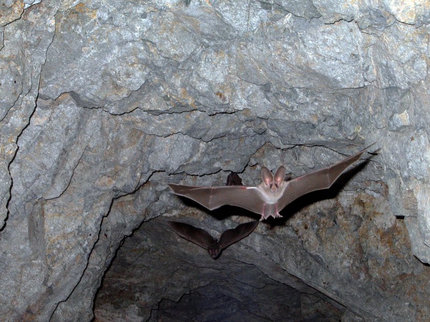 California leaf-nosed bat (Macrotus californicus)