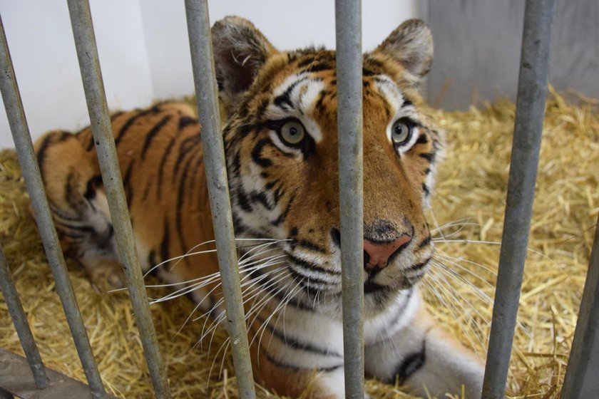 Pięć z siedmiu tygrysów opuści w sobotę poznańskie zoo