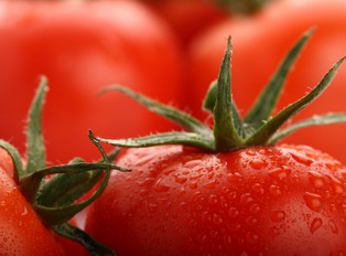 Pomidory na czele rewolucji żywnościowej. Czy edycja genów uratuje rolnictwo?