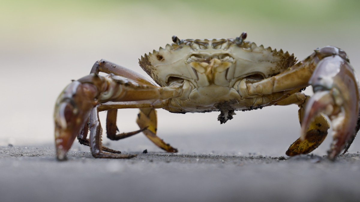 Kraby błotne to kulinarne złoto Azji. Teraz grozi im wyginięcie
