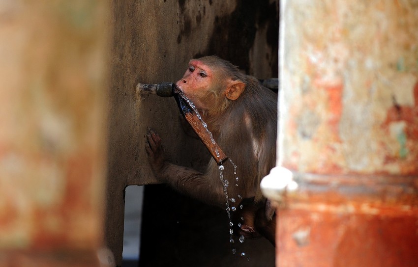 Nova spekulacija Kine - borba majmuna za vodu povećala šanse za interakciju s ljudima i prenos virusa