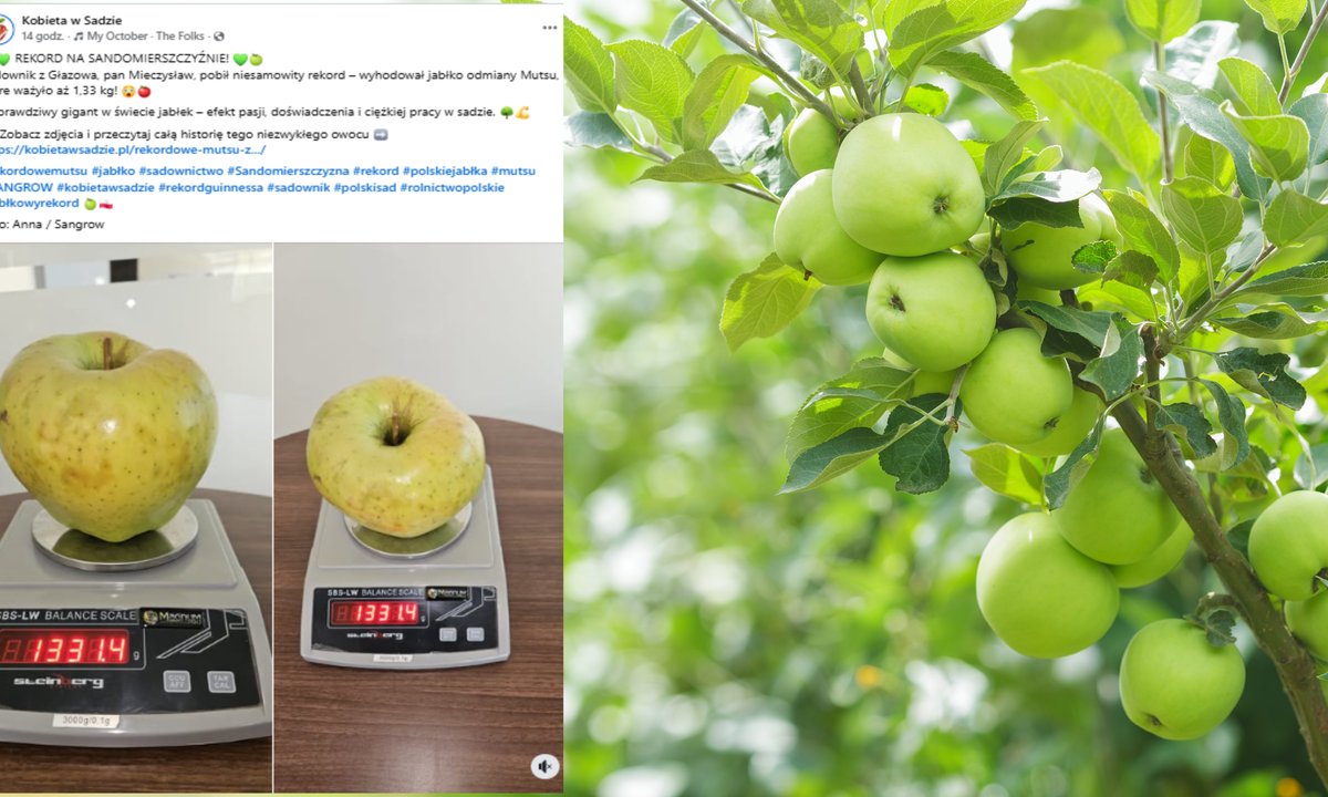 Rekordowe jabłko z Głazowa. Sadownik zgłasza je do Księgi Guinnessa