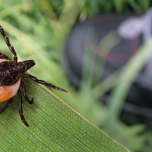 Neuroborreliózis: a Lyme-kór rejtett arca, amely az agyat támadja – ezek a tünetei