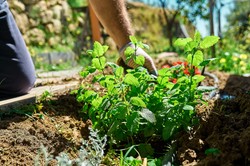 Te trzy zioła można już w marcu sadzić do gruntu. Są wytrzymałe na mróz