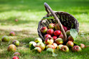 Wartości odżywcze jabłek, kaloryczność 