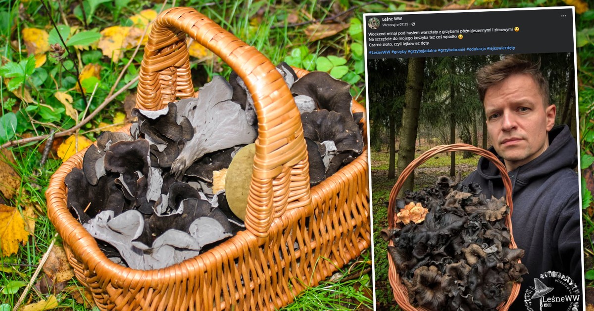 "Czarne złoto" w polskich lasach. Grzybiarz pokazał koszyk