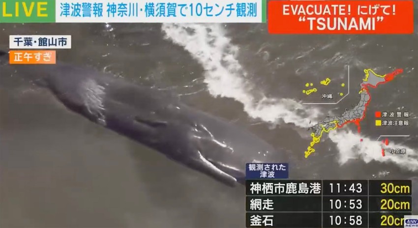 Kitovi isplivali na obalu u Japanu posle zemljotresa u Rusiji