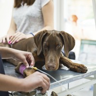 Xilit mérgezés kutyáknál: 6 figyelmeztető jel, amit nem szabad figyelmen kívül hagyni!