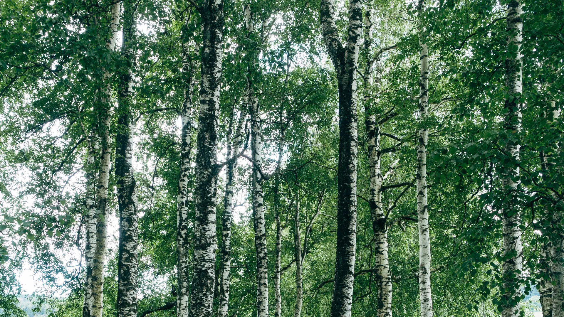 Sok z tego drzewa wzmocni skórę, włosy i nie tylko. Co jeszcze potrafi oskoła? 