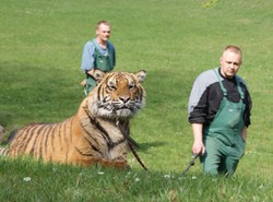 Biegacze będą uciekać przed tygrysem