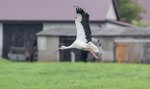 Zaginął bocian Kajtek. Zamiast ptaka, jest wysoki rachunek