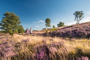 SZLAK Heidschnuckenweg liczący ok. 220 km prowadzi przez Pustać Lüneburską. To okazja do spotkania z naturą i urokliwymi miasteczkami