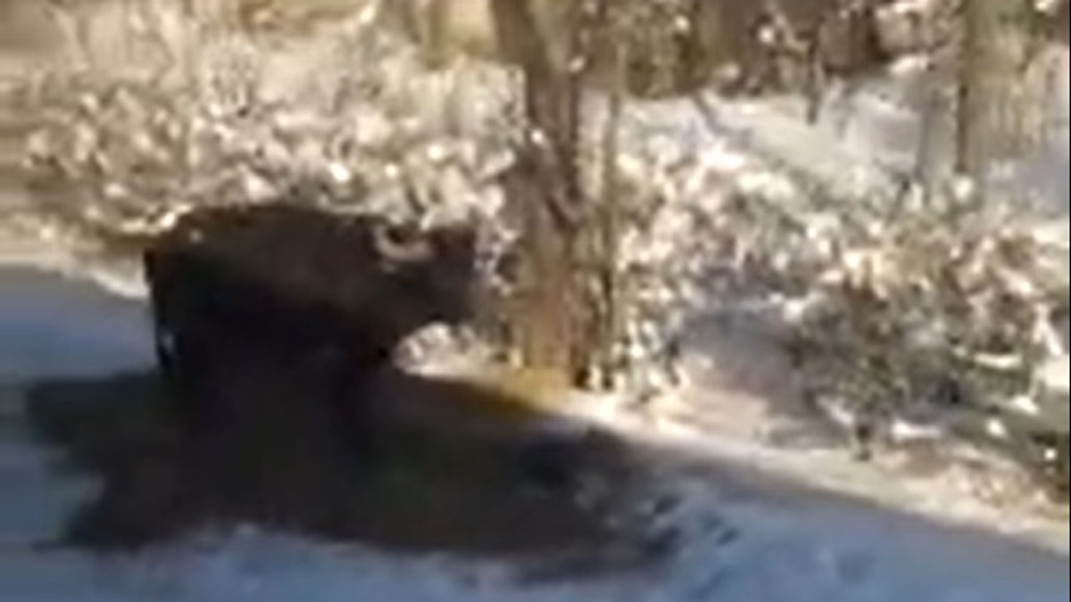 Bivola pregazio voz kod Ratkova