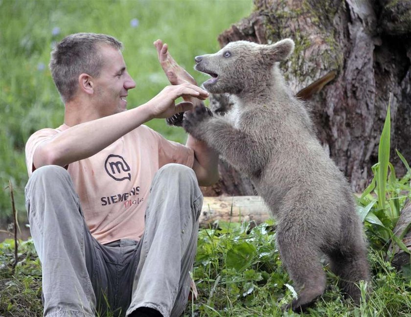 Oto miś. Miś jest bardzo miły dziś