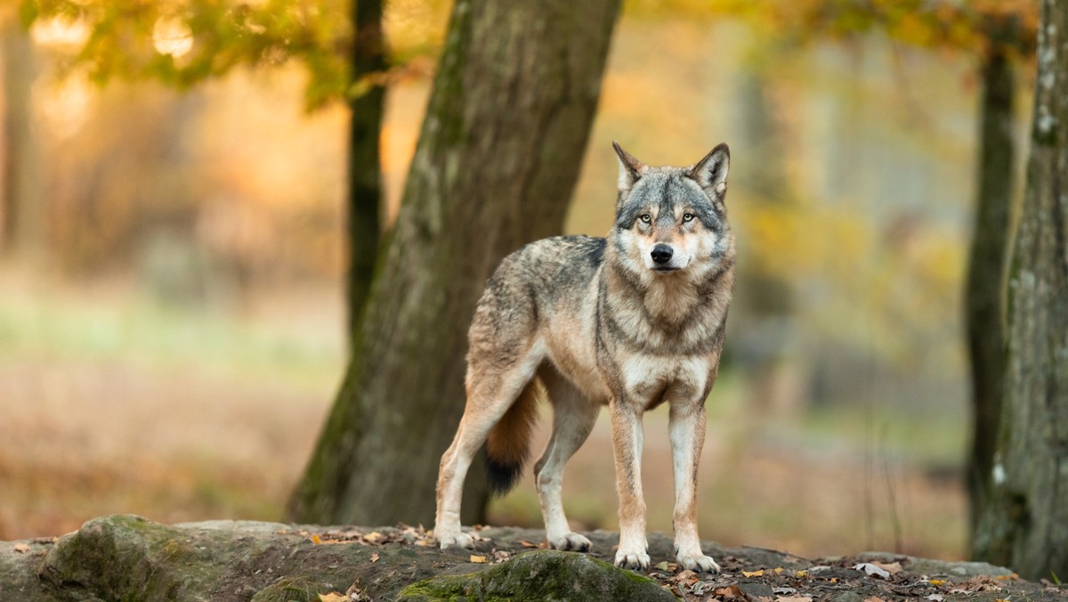 Zwiększona aktywność wilków. Zwierzęta zagryzły byka w Beskidzie Niskim