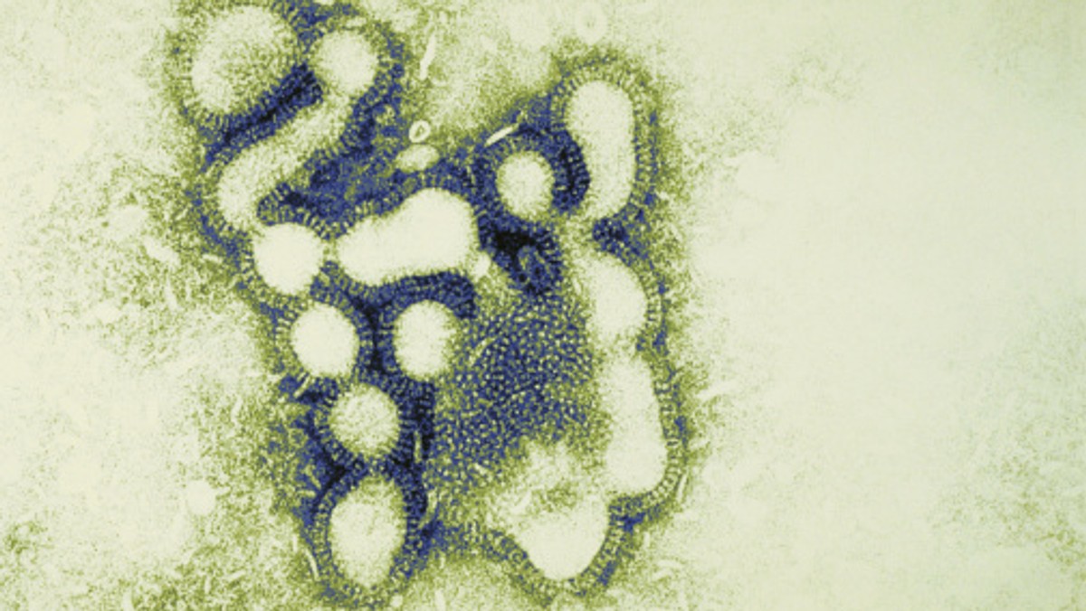 Wirus ptasiej grypy H7N9 ma już trzy spośród pięciu groźnych mutacji, które mogą sprawić, że wywoła kolejną pandemię grypy - informuje "New Scientist".