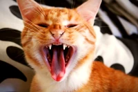 Co mówi mój kot? Ogon jest najważniejszym sygnalizatorem zmian w jego nastroju