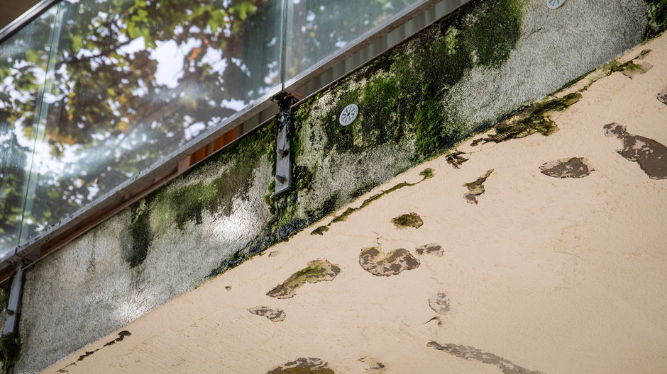 Mech porastający balkon to częsty problem