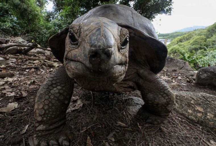 Najmniejszy park narodowy na świecie jest domem dla żółwi / fot. Getty Images