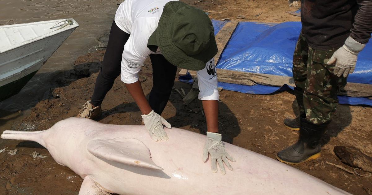 More than 100 dolphins dead in  as water hits 102 degrees Fahrenheit