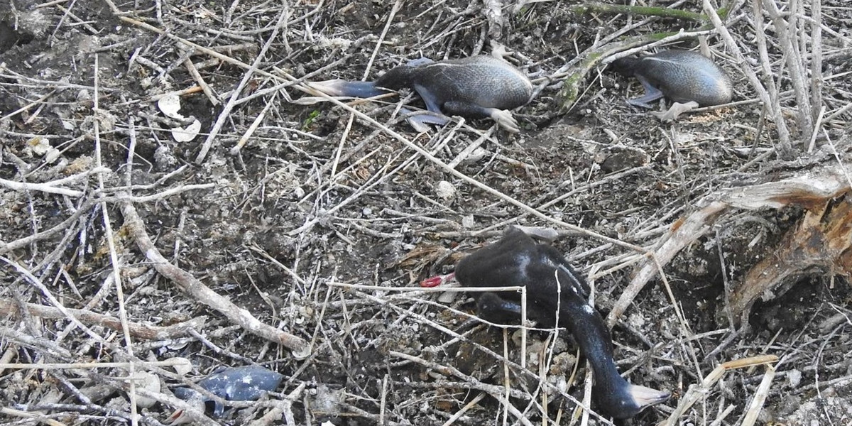 Makabryczny widok. Ktoś rozdeptał maleńkie pisklęta. Zginęło ok. 300 kormoranów. 