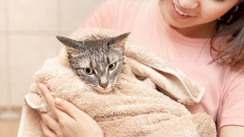 macska cica fürdetés állatorvos kisállatok egészsége