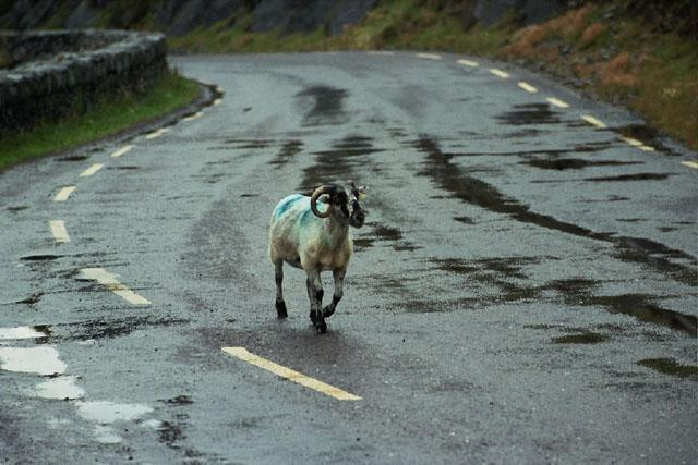 Galeria Irlandia - "dziki zachód", obrazek 15