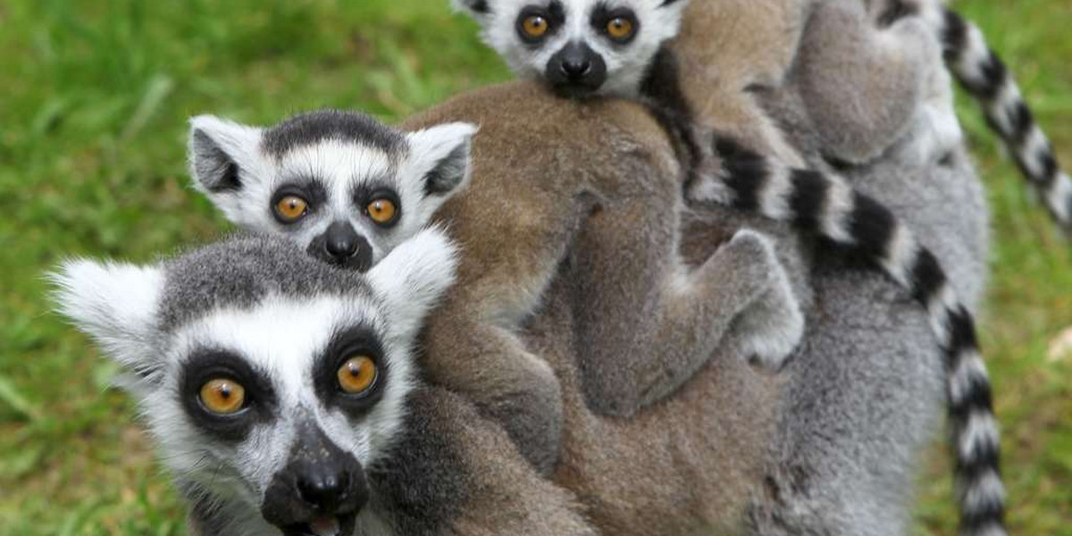 GERMANY-ANIMAL-LEMUR