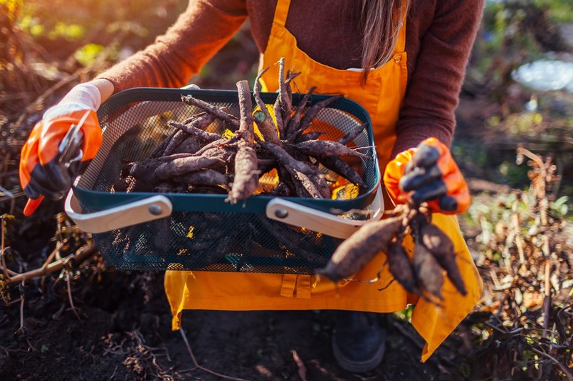 gdzie przechowywać bulwy dalii karpy