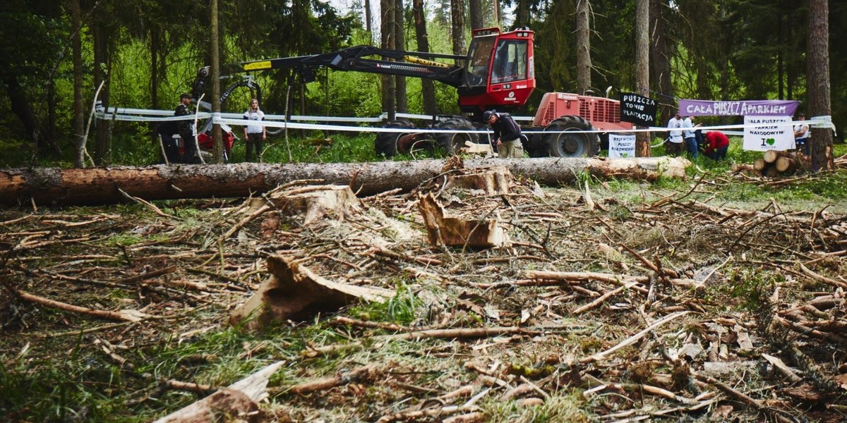 Puszcza Białowieska