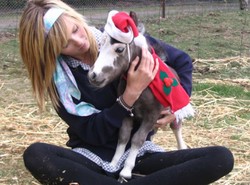 Oto koń, który ma ledwie 40 centymetrów