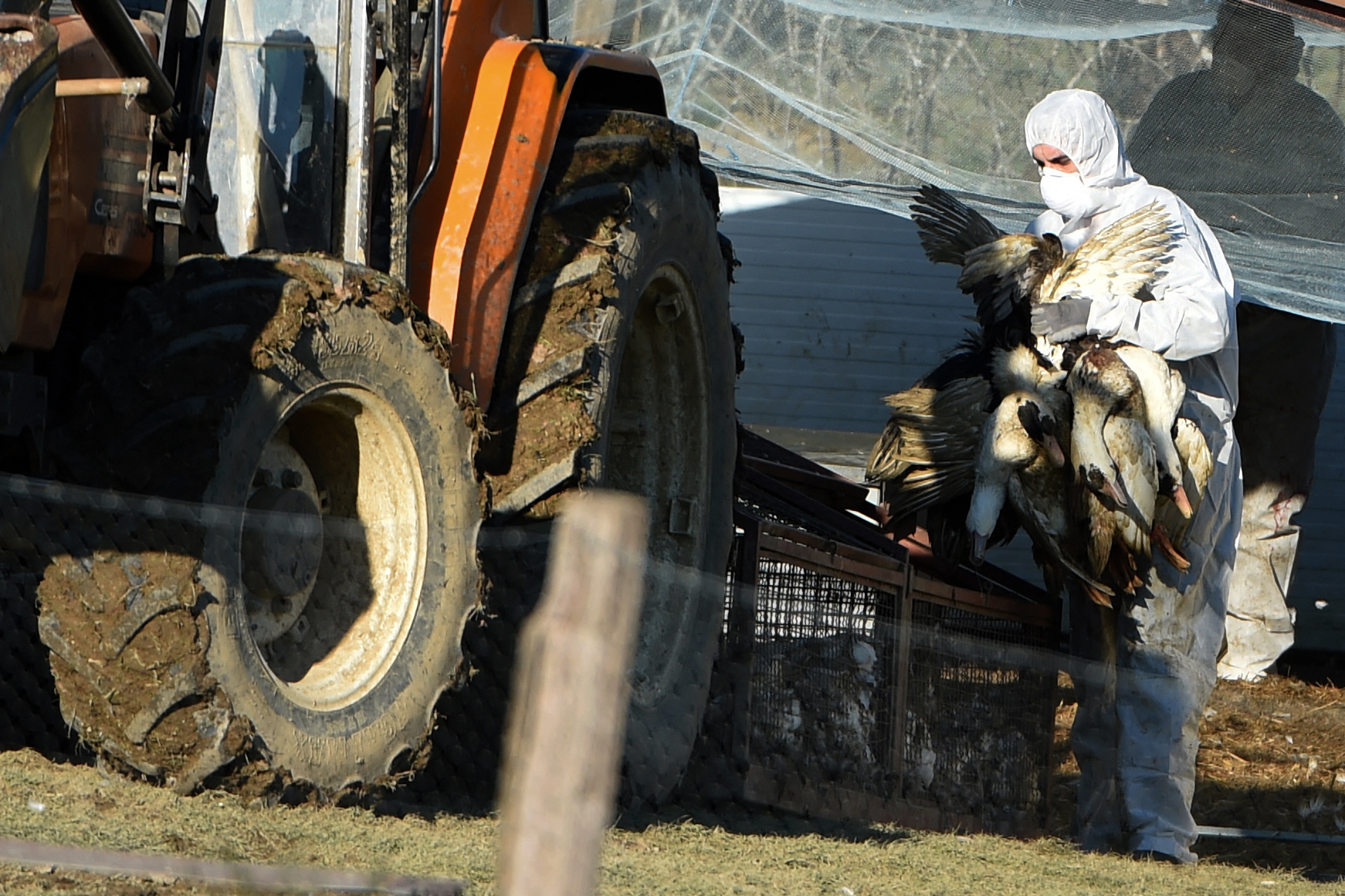 Foyer de grippe aviaire dans les Landes : 16.500 volailles abattues