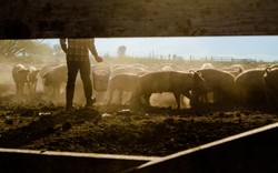 Nie ma rządu na rolnika. &quot;Zawsze na gadaniu się kończyło&quot;