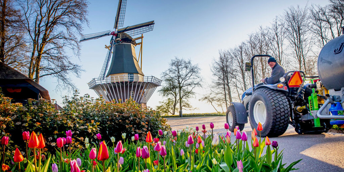Tulipany to nie tylko symbol Holandii, ale i ważna gałąź tamtejszego eksportu. Pandemia koronawirusa sprawiła, że w tym roku plantatorzy zamiast zysków w szczycie sezonu, liczą straty. 