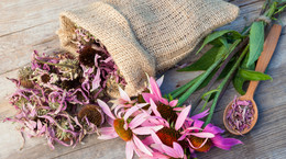 Jeżówka purpurowa – sposób na przeziębienie, trądzik i nie tylko 