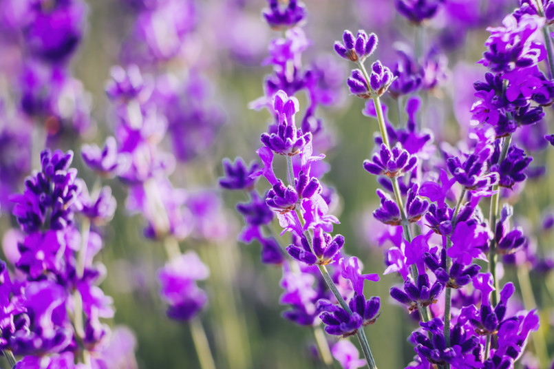 Lawenda kwiat kwiaty Lavender,Flower,Background,With,Beautiful,Purple,Colors,And,Bokeh,Lights.