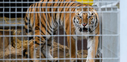 Wielka radość w poznańskim zoo! Jest decyzja ws. uratowanych tygrysów