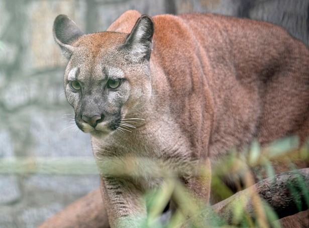 Sąd postanowił, że puma Nubia zostanie w chorzowskim zoo