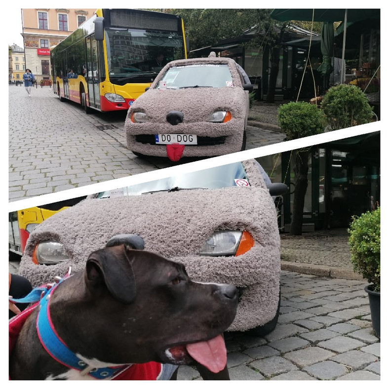 Fiat Seicento piesek Głupi i Głupszy